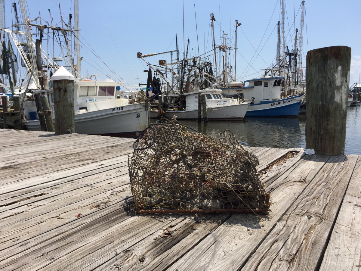Derelict traps pulled up by shrimpers