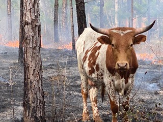 Pineywoods cattle grazing in a burned area