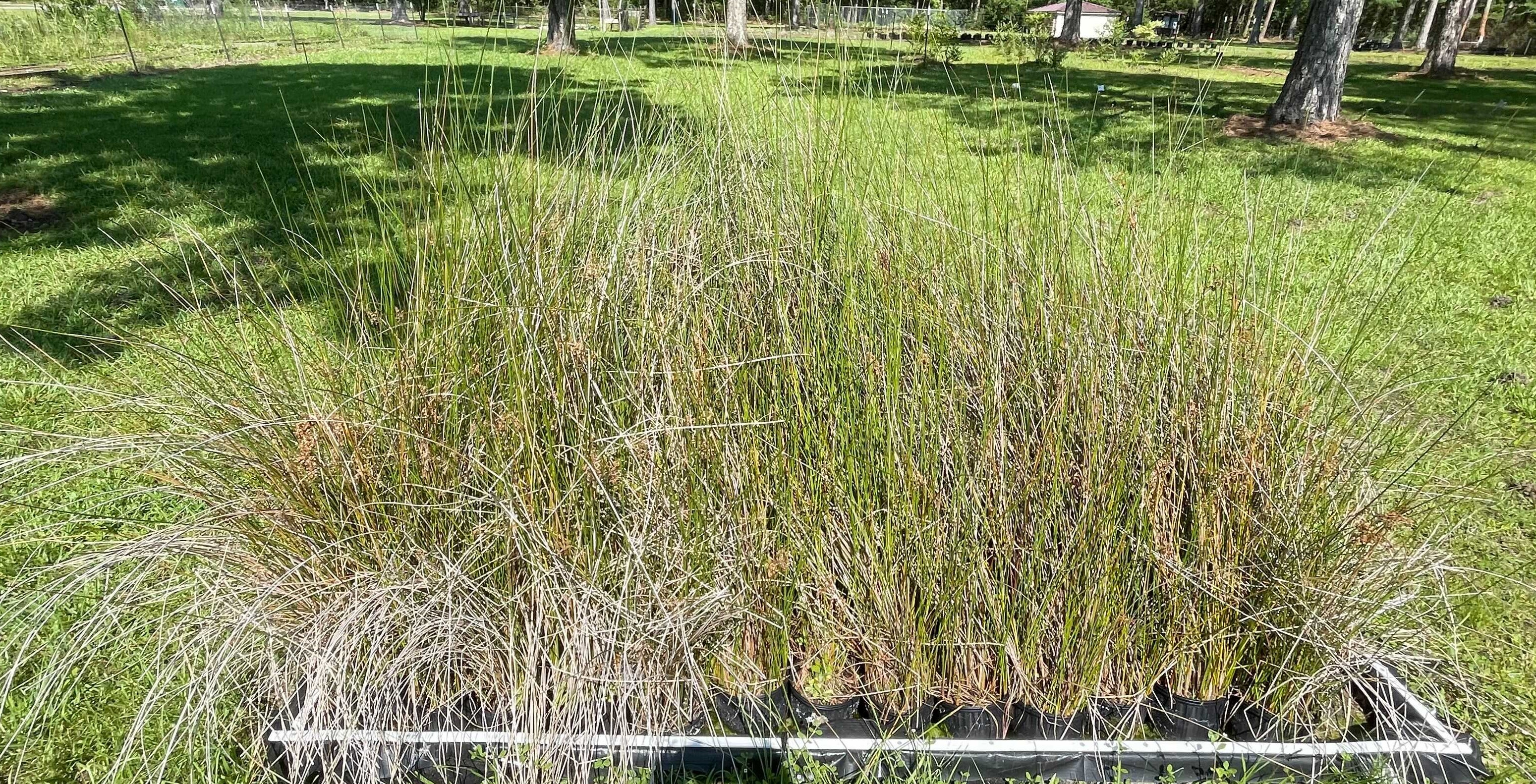 Outdoor Nursery